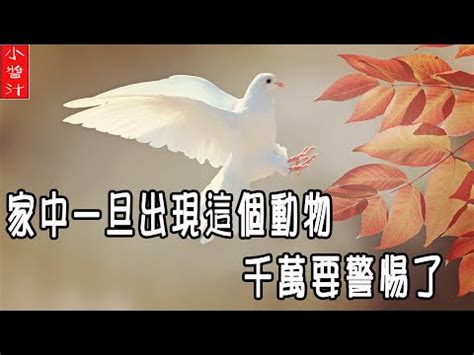 小鳥死在家門口|【鳥死在家門口】鳥死在家門口：替人擋災的吉兆？還是潛在危。